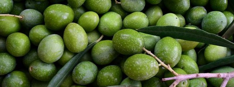 Sagra delle olive - Gonnosfanadiga